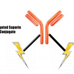 Targeted Saporin Conjugate