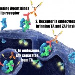 Targeting Agent