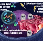 Cell Death