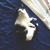 Kermit lounging comfortably. kermit15q3