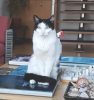 Kermit, the coffee table cat Kermit, the coffee table cat