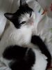 “It can’t possibly be time to wake up!” Kermit’s too comfy to be disturbed. kermit17q1