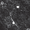 Melanopsin – See It Now! Melanopsin abn38