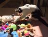 “Where is that little grey mouse?” Kermit looks for his favorite toy. KermitToys