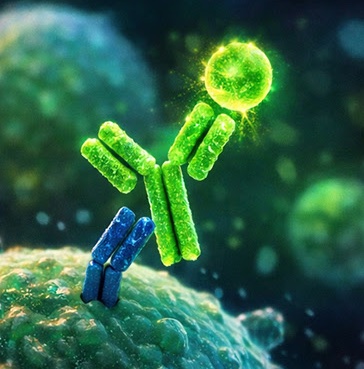 Secondary Antibodies